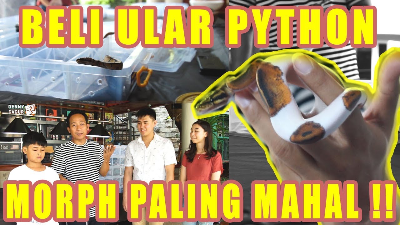 BELI ULAR PYTHON MORPH PALING MAHAL DI INDONESIA