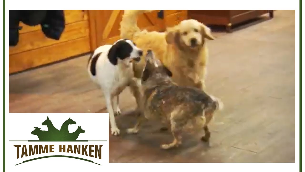 Unglaublich! Hund spielt nach Tammes Behandlung mit anderen Hunden | Tamme Hanken | Kabel Eins