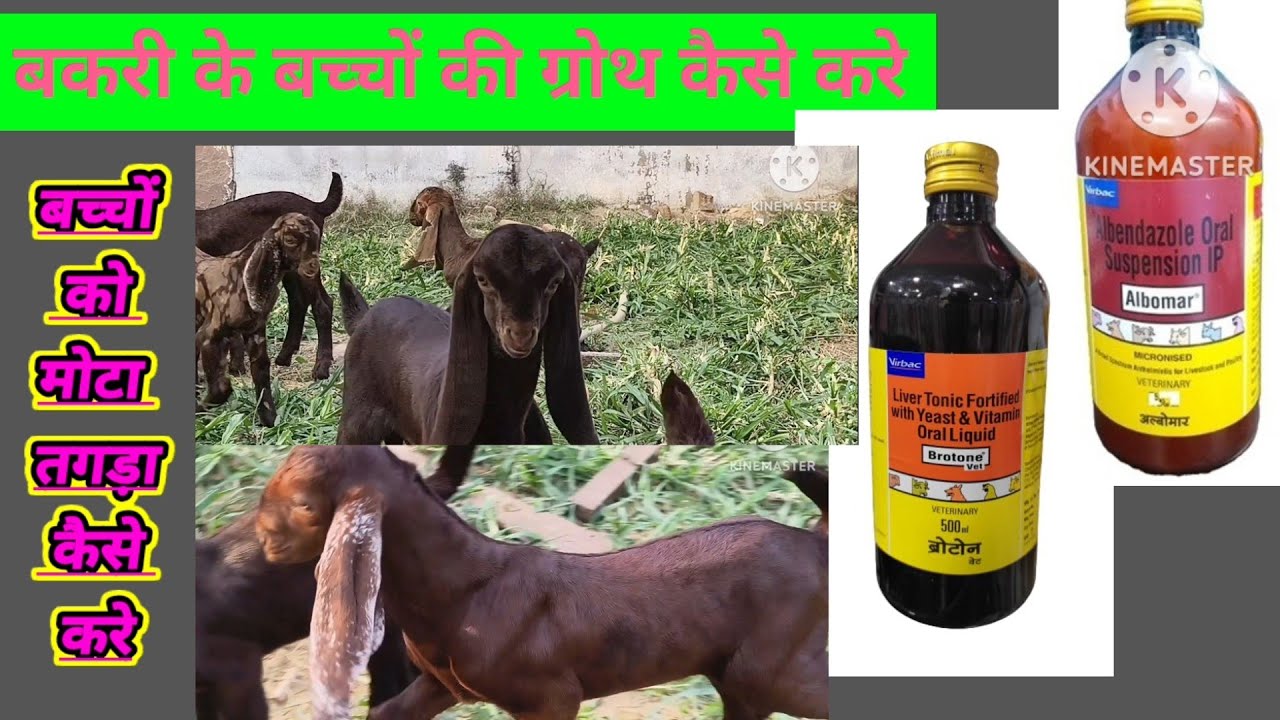 #बकरी के बच्चों की ग्रोथ कैसे करे#बच्चों को मोटा तगड़ा कैसे करे#serohibakre#goatfarmingbusiness#