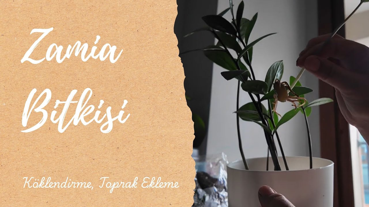 Kırılan zamia bitki dalın varsa sakın atma!