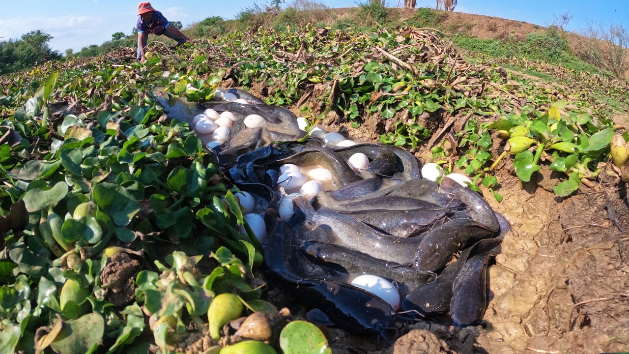 Wow unique! skills fisherman catch a lot of fish and pick duck eggs by skills hand in river