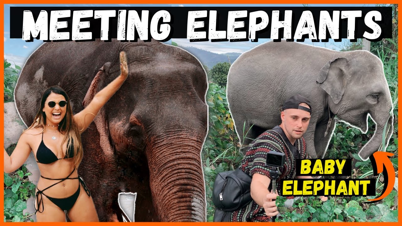 We Took a Bath with ELEPHANTS! | Elephant Jungle Sanctuary Chiang Mai- Thailand