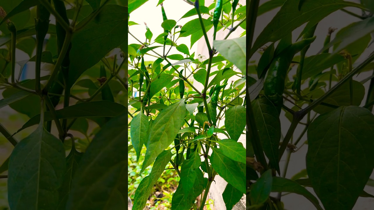 Natural Green Chili 