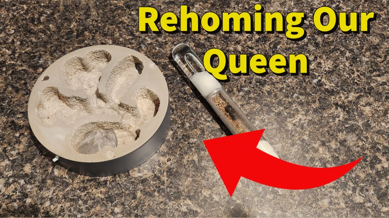 Rehoming our Camponotus Pennsylvanicus Queen