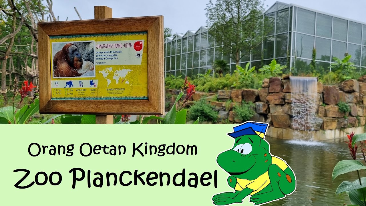 Zoo Planckendael, Orang Oetan Kingdom