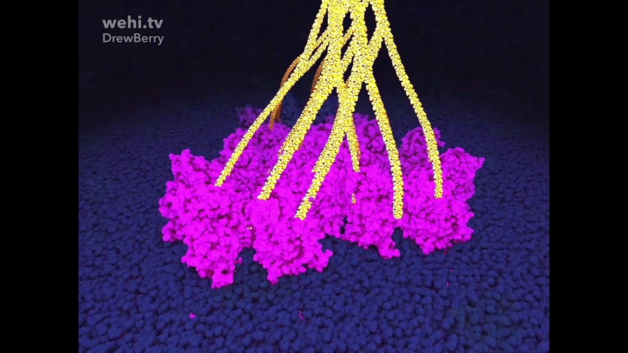 Cellulose synthesis by plant cells. Powers of ten zoom.