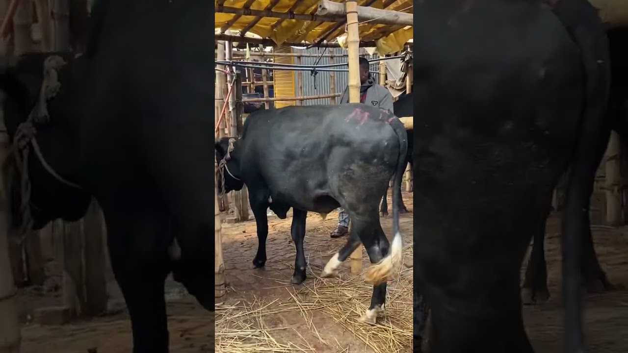গরু guru cow goru amba hamba cow videos gorur video guru guru goro guru tiktok গরুর ভিডিও golu#viral