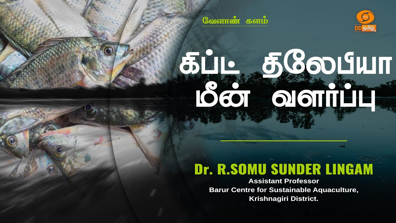 🔴Live | கிப்ட் திலேபியா மீன் வளர்ப்பு | Velan Kalam