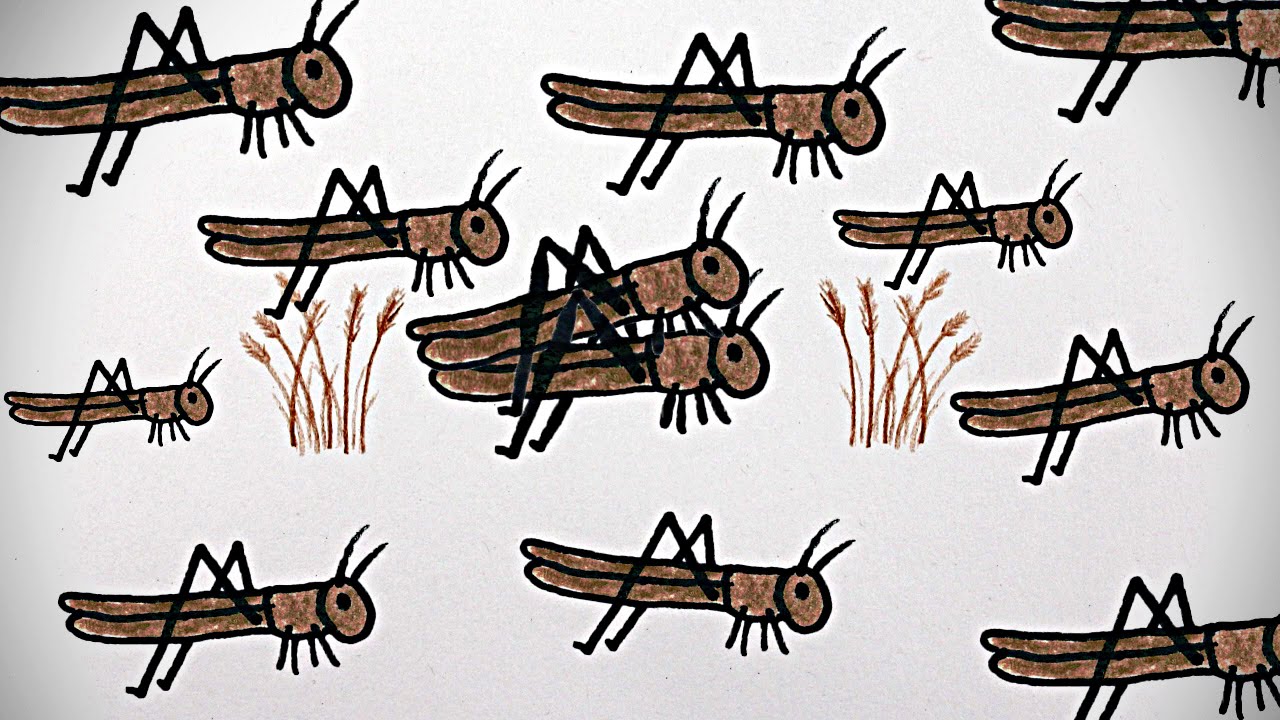 La Gran Plaga de Langostas Norteamericanas