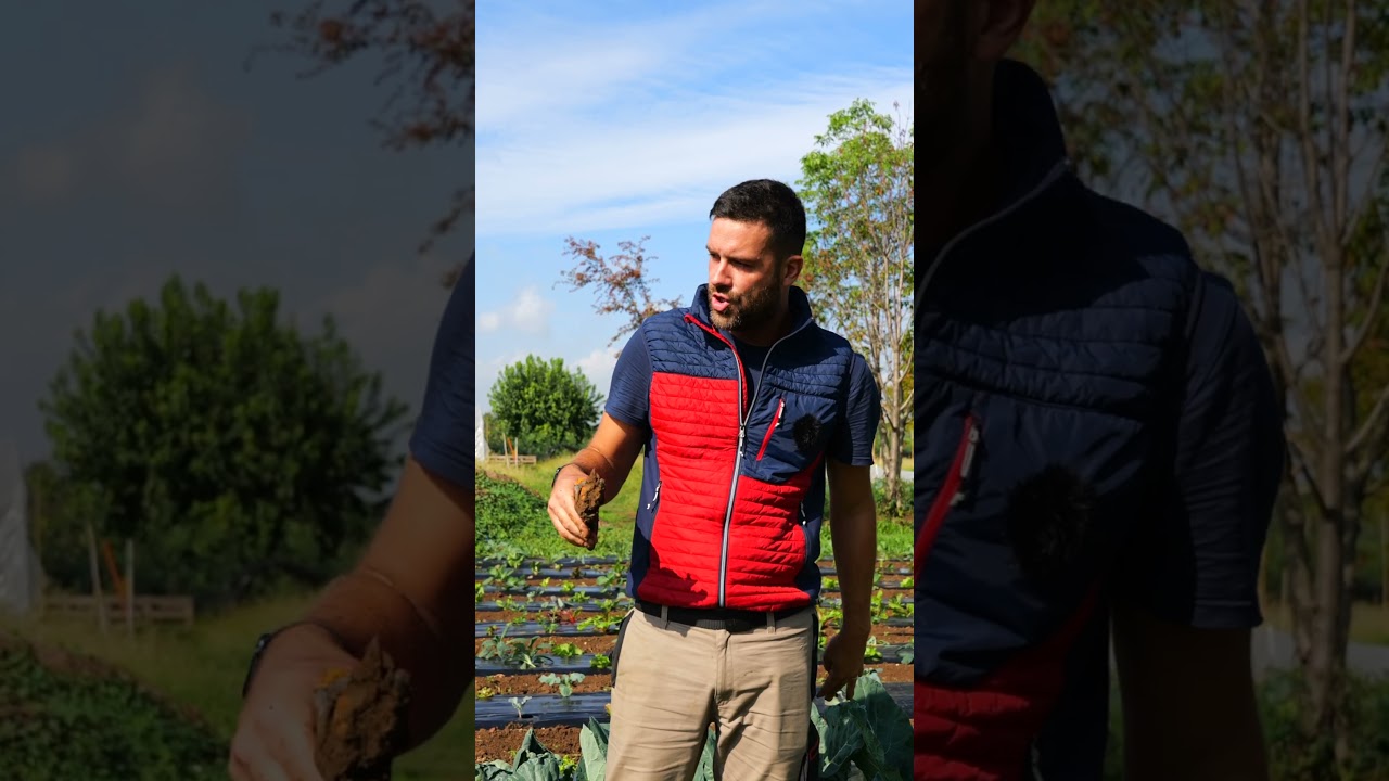 come e quando raccogliere la #bieta nell'#orto #mattthefarmer #ortoautunnale #faidate #mungitura