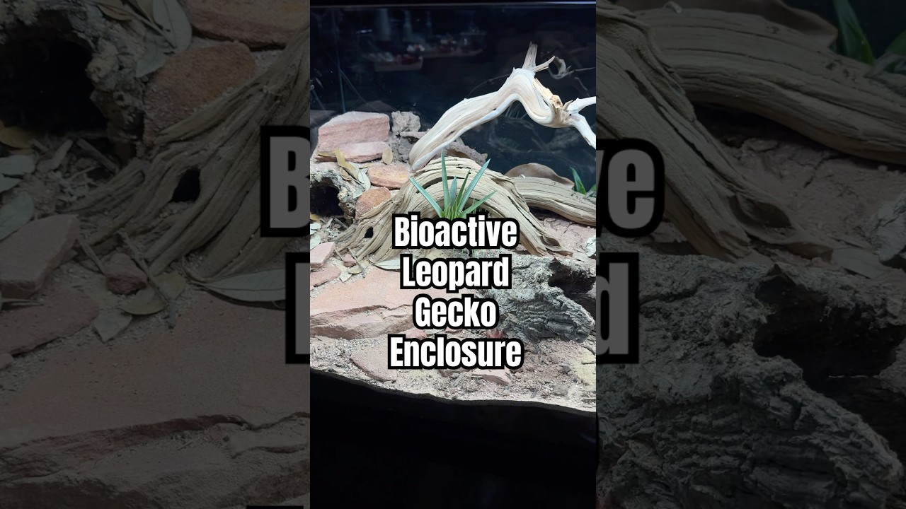 36x16x16&rdquo; Bioactive Leopard Gecko Build #reptileshop #leopardgecko #reptiles #bioactive #terrarium