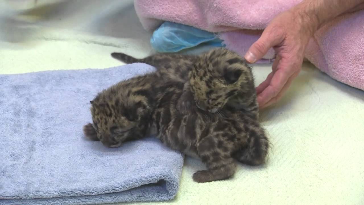 Newborn clouded leopard cubs make public debut at Point Defiance Zoo in Tacoma