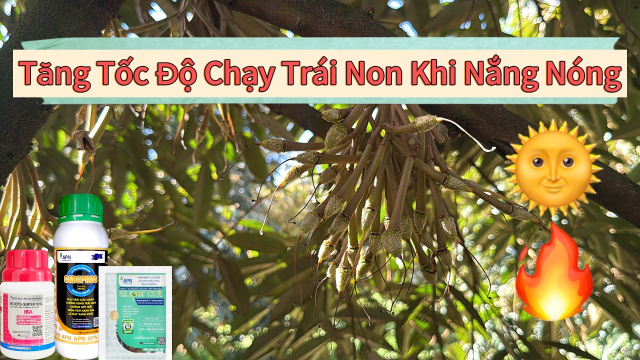Tăng Chạy Trái Chống Rụng Trái Non Sầu Riêng Khi Gặp Mưa Trái Mùa #saurieng #durian