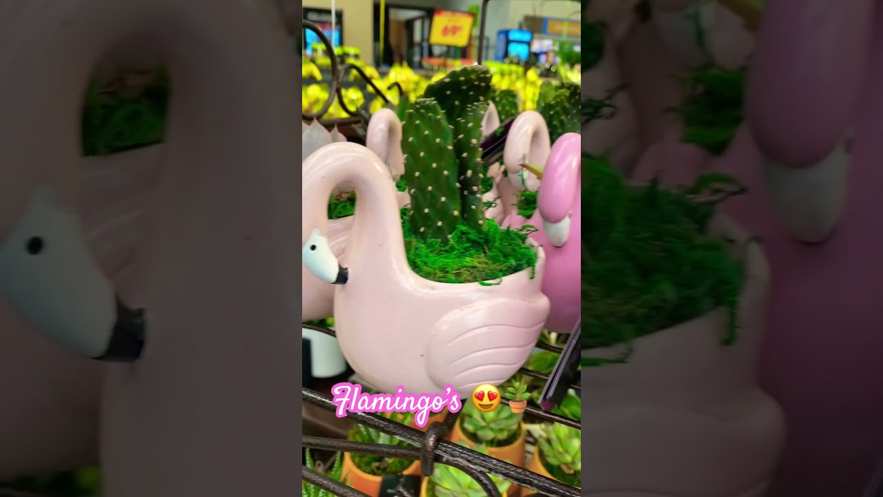 Flamingo 🦩 Plant’s 🥰😍❤️🦩 