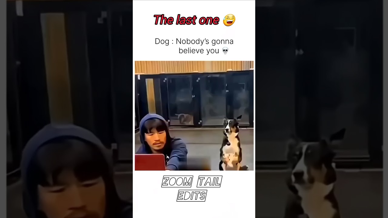 Funny Dogs in Action | Cutest Animal Moments