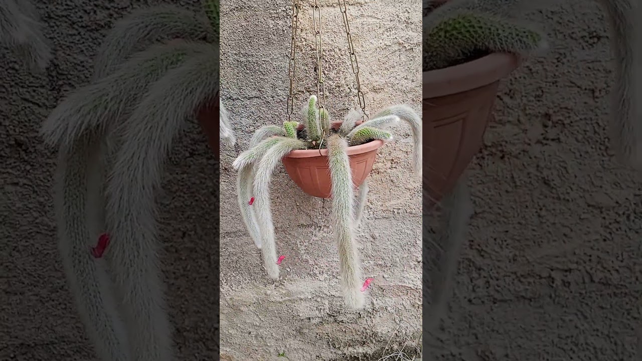 # cultivando amor  # cactos e suculentas # flores