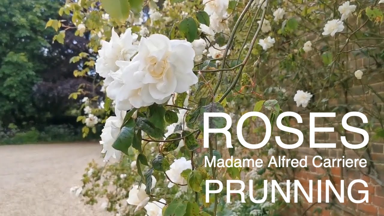 Climbing Rose Madame Alfred Carriere Pruning Tips