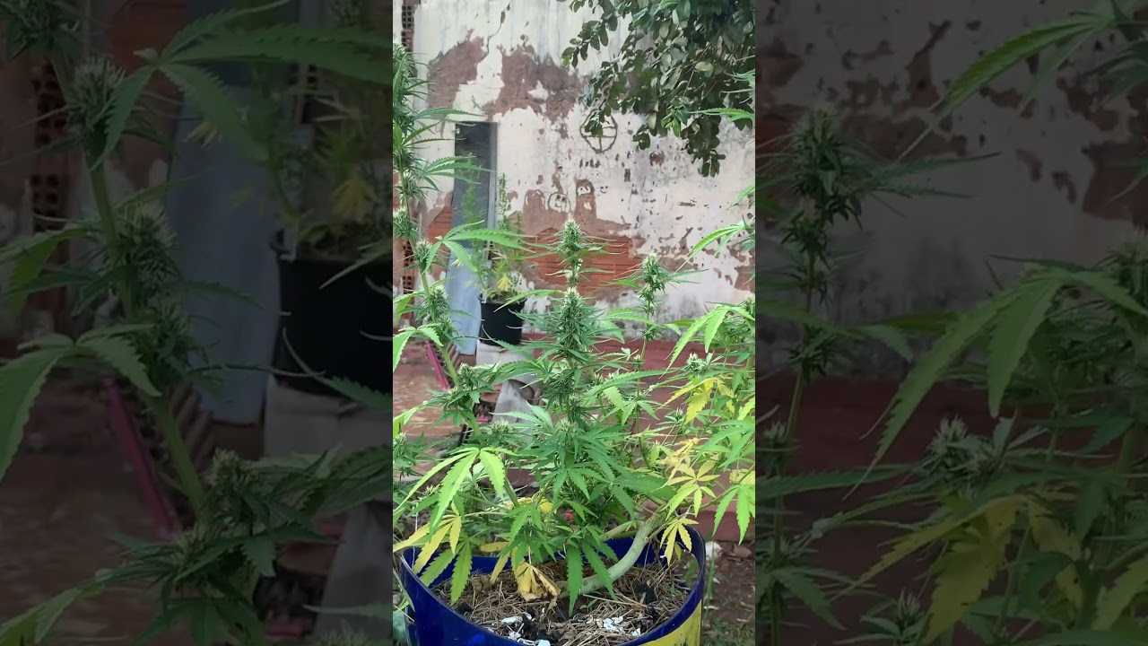 Cultivo outdoor de cannabis, melhor gen&eacute;tica &eacute; a do prensado muito resistente a sol, seca a pragas!