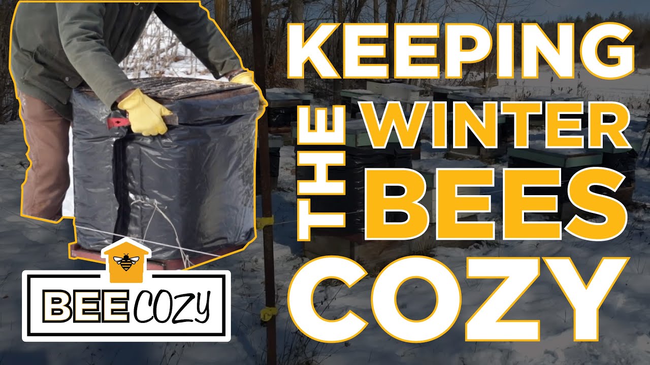 Behind the Hive: Cozying up the Winter Cluster