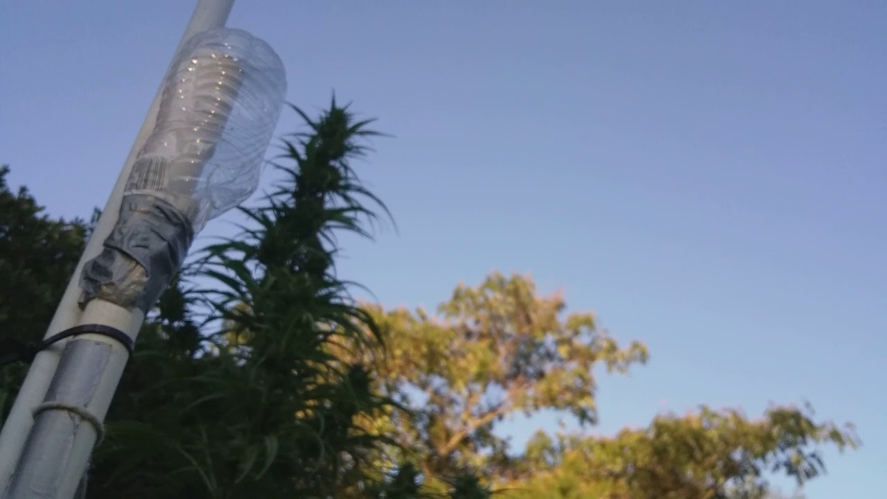 Harle-tsu. A close-up of her trichomes