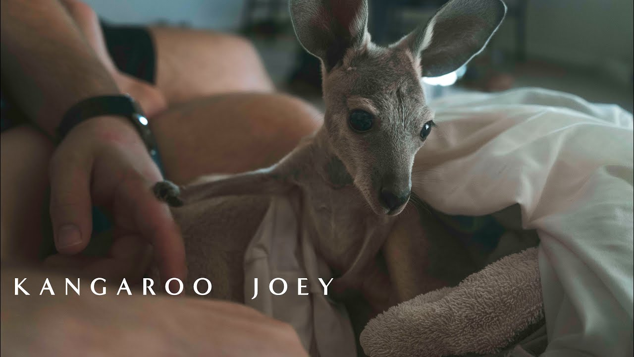 I rescue a Baby Kangaroo