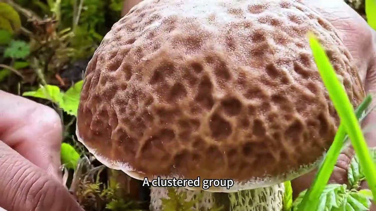 A peaceful day of mushroom foraging in the forest