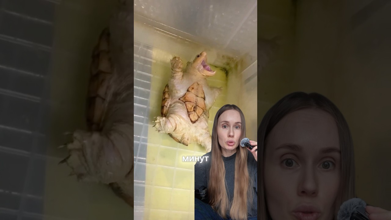 ЧЕРЕПАХА ПЫТАЕТСЯ ПРИВЛЕЧЬ ВНИМАНИЕ ЛЮДЕЙ ИЗ-ЗА СКУКИ