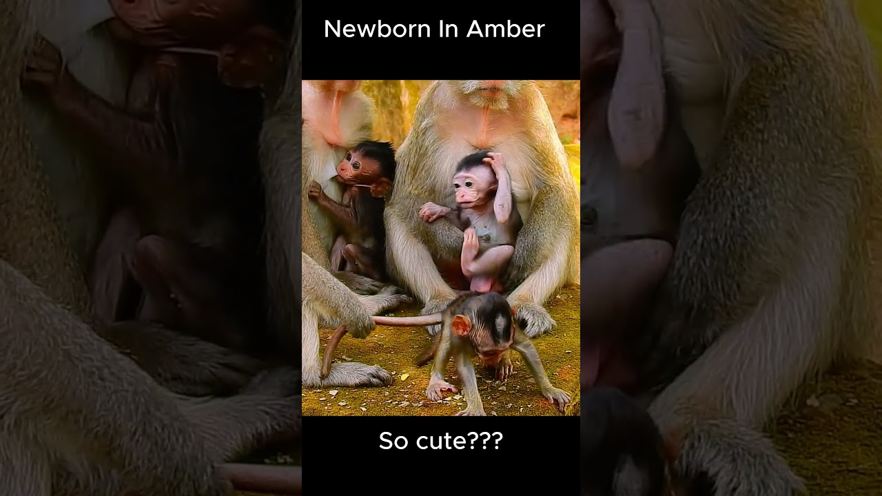 Congratulation! Newborn baby monkey!! #jane #tasana #janet