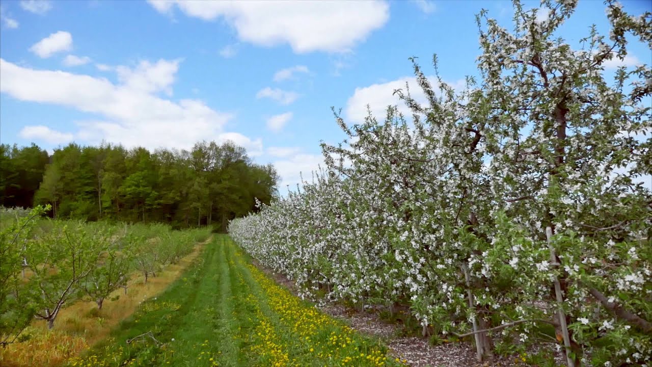 Blossom Time in Michigan