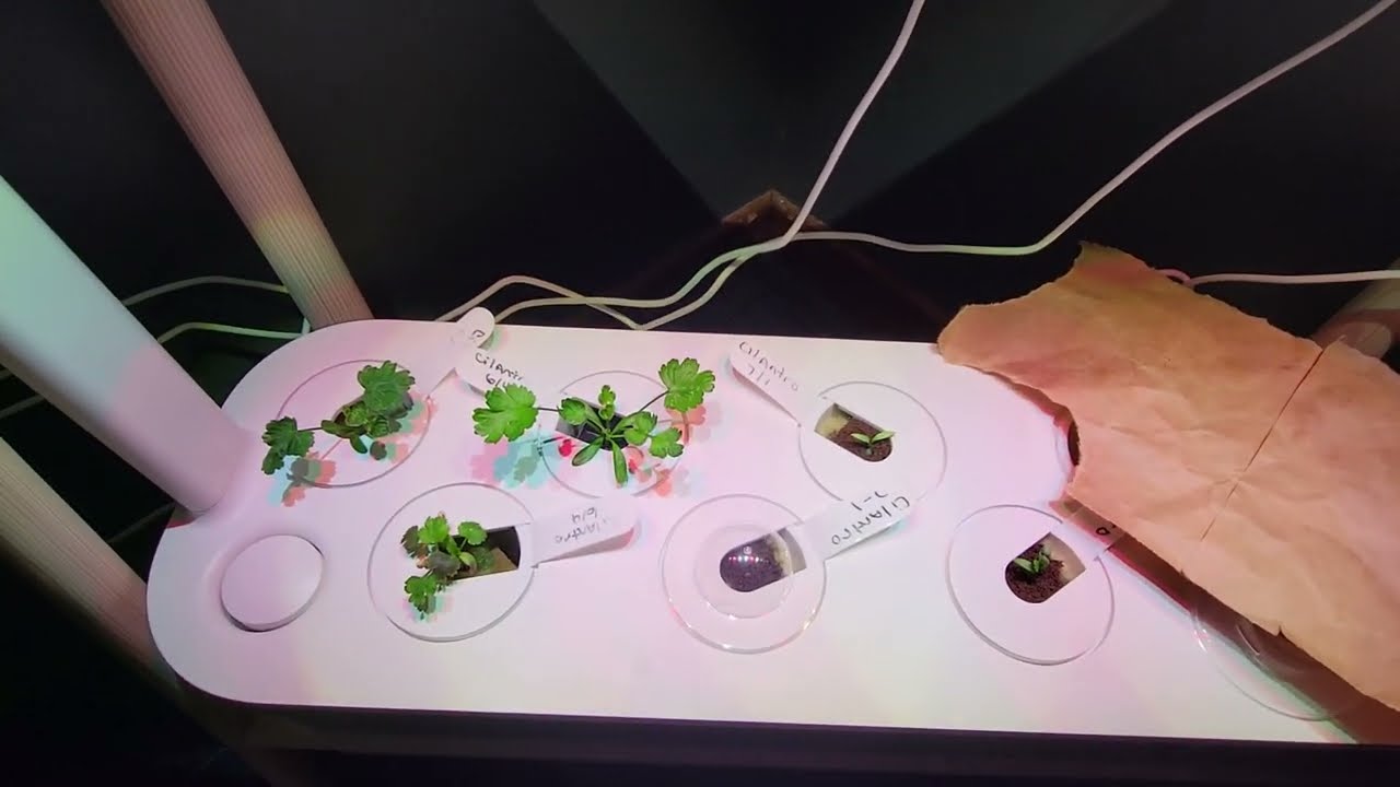 Click & Grow system.  Experimenting using my own sponges and nutrients.