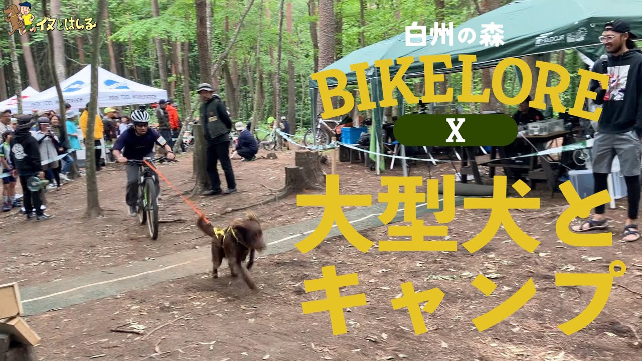 【犬とキャンプ】白州の森バイクロア10 ワンクロダイジェスト【バイクジョアリング】