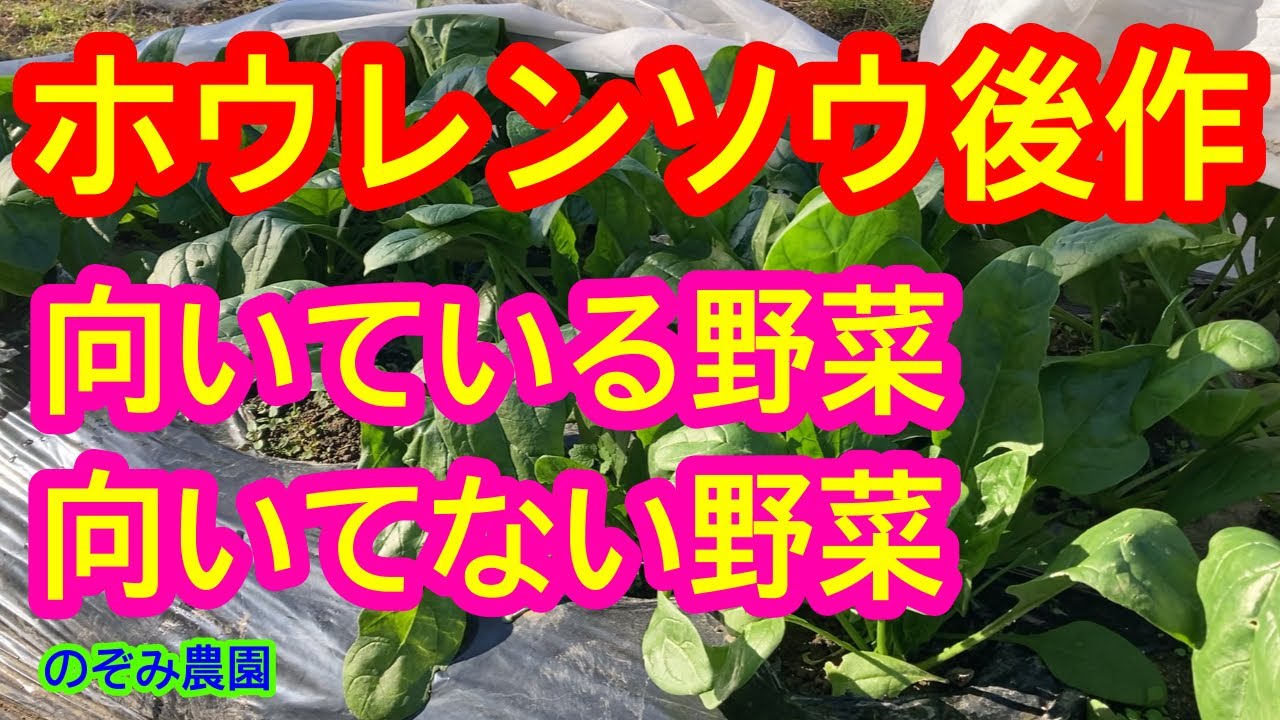 【ホウレンソウ】後作に向いている野菜と向いていない野菜をそれぞれ紹介します。