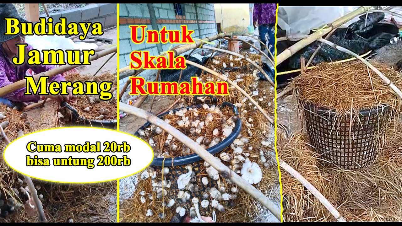Budidaya jamur merang rumahan pada keranjang - Hasil nya luarbiasa mantab