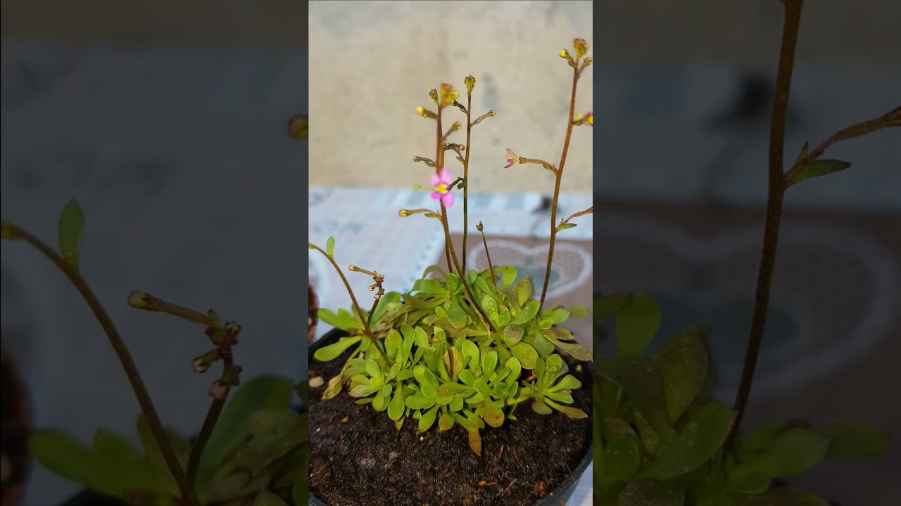 #12 Stylidium debile caratteristiche