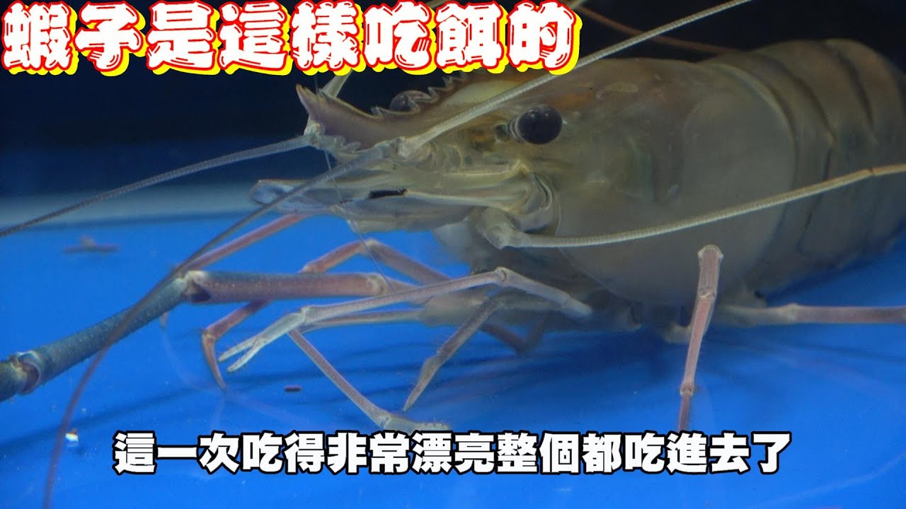 釣蝦聖經#7勾餌的重要性!勾餌的方式決定了你會不會放槍!看看你的方式好不好!