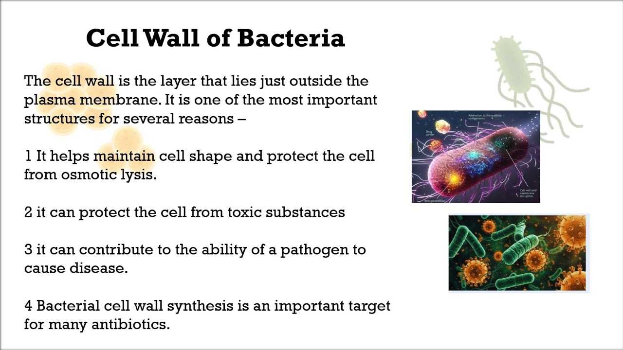 Structure of Bacteria cell wall|  of Bacteria cell wall structure notes|Gram positive and negative