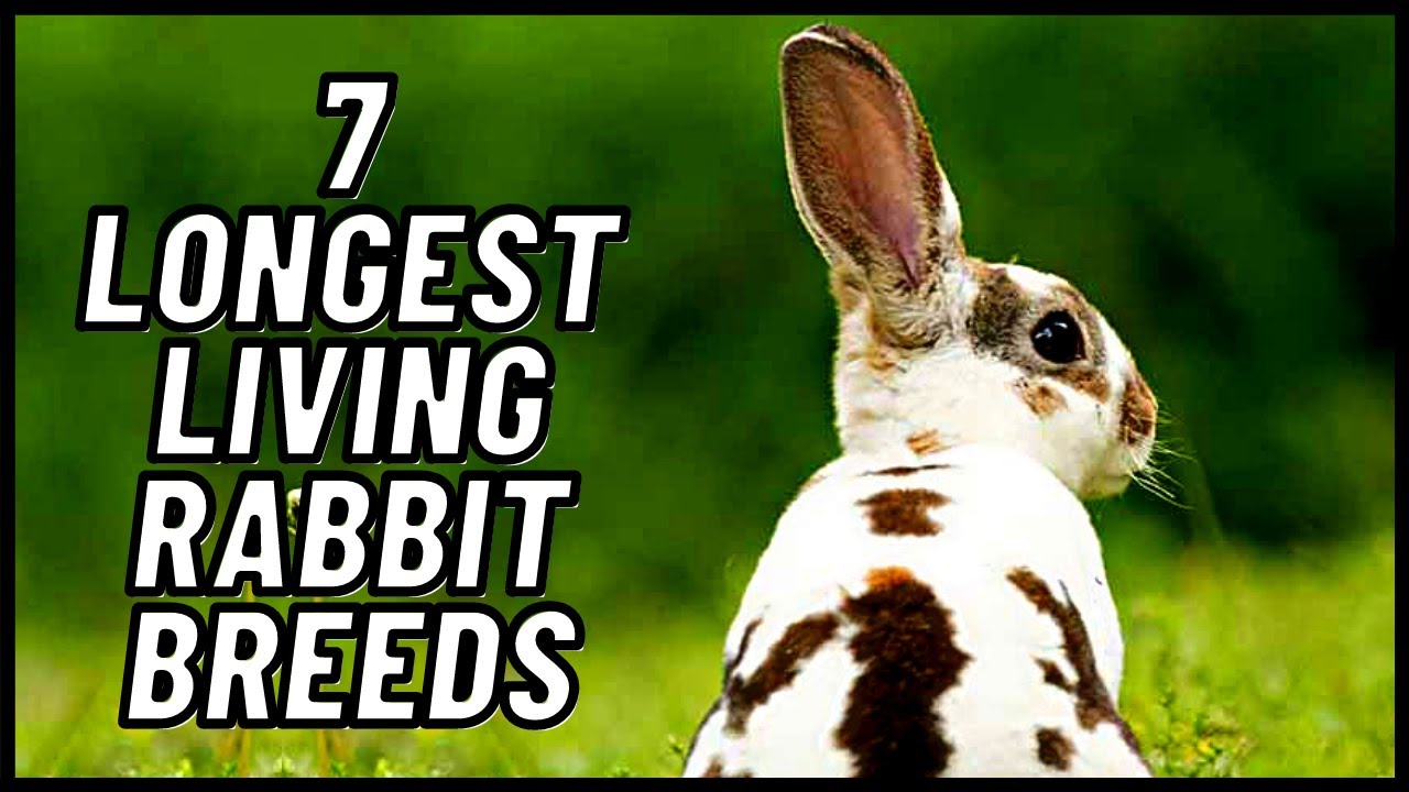 7 Longest Living Rabbit Breeds