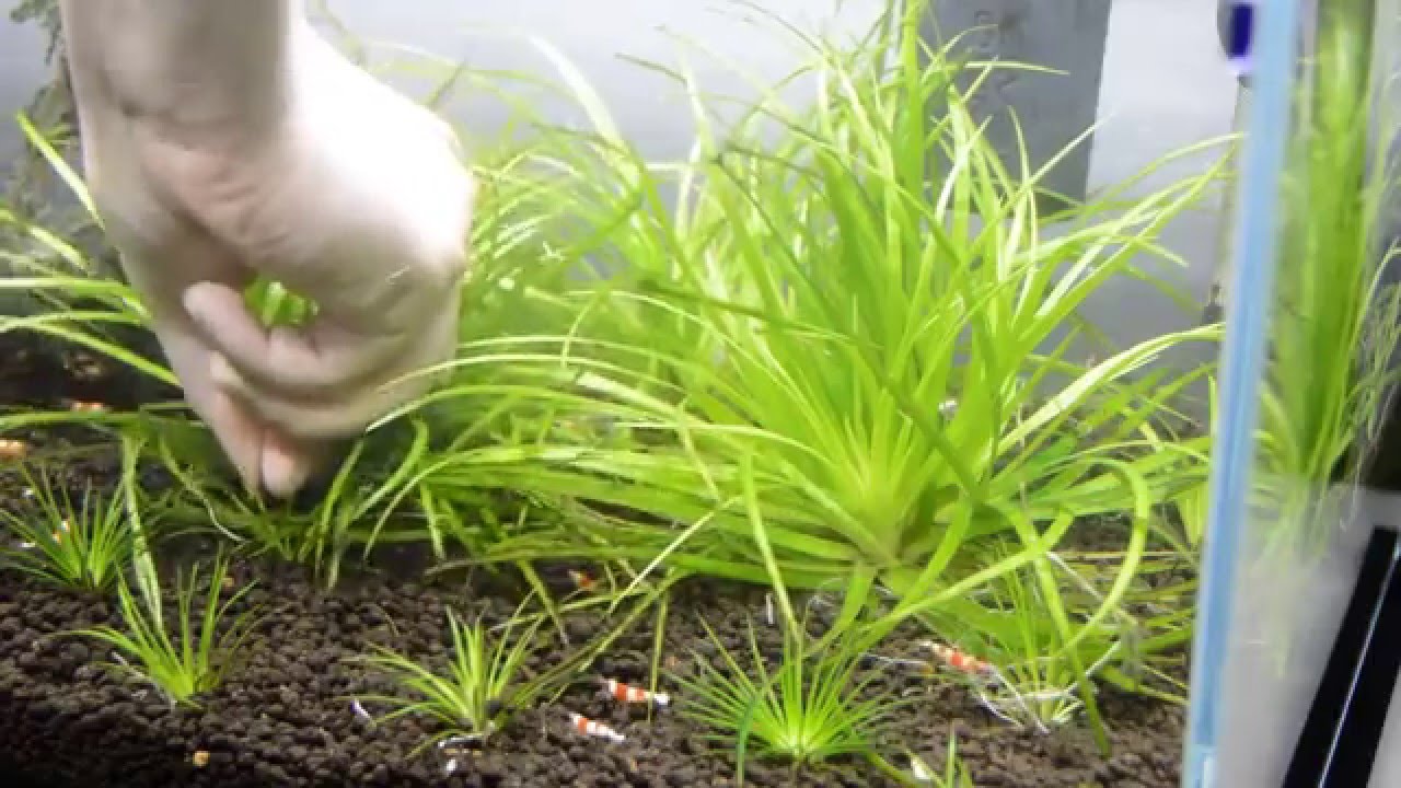 How to | Propagate Eriocaulon Plants