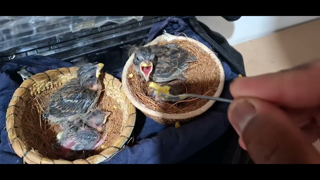 Tratando dos Filhotes de Tico tico.