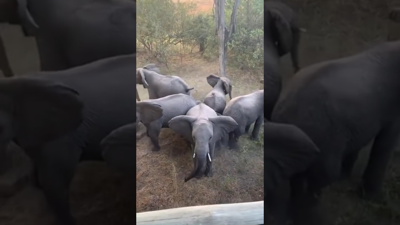 Elephant circles defence.   #elephant #calf #defence #protectivestyles #protection ##elephants