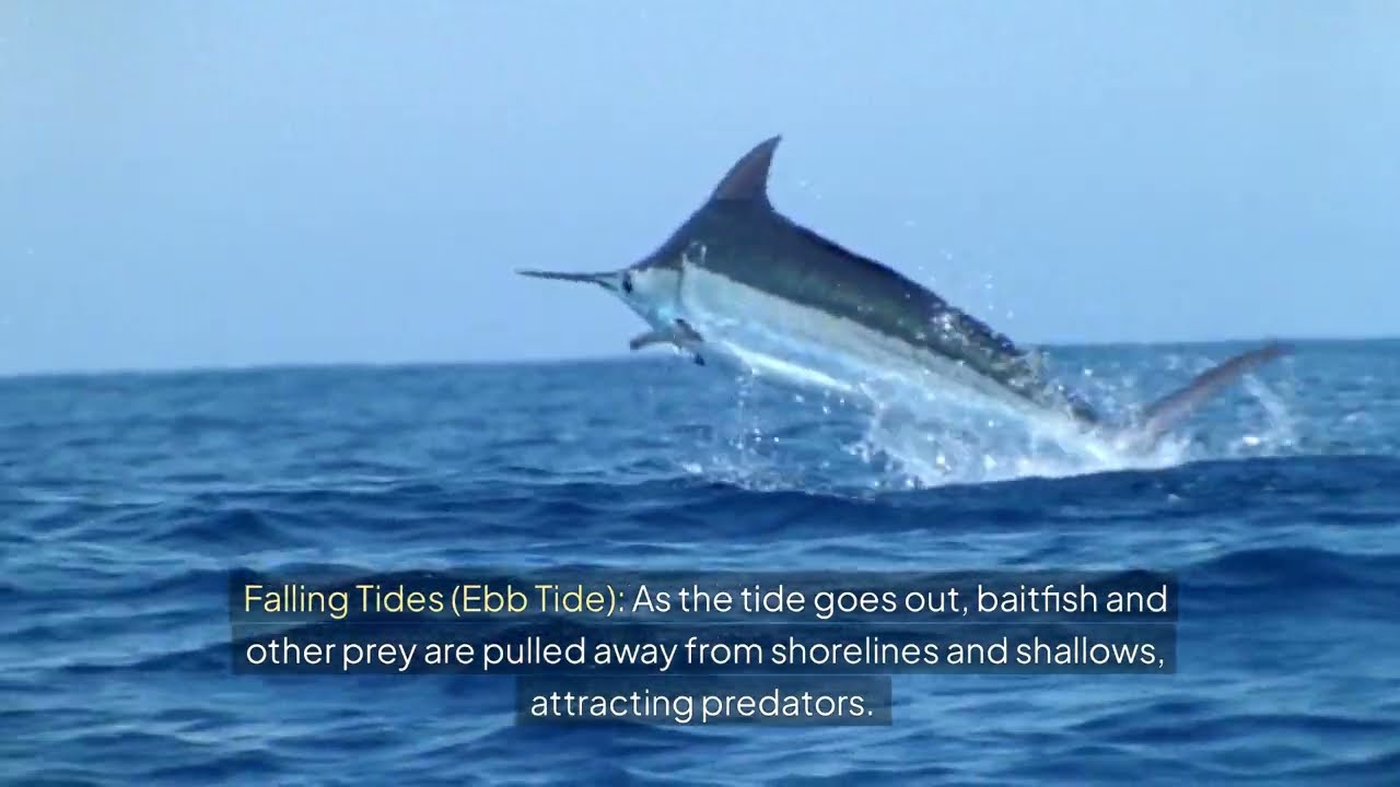 Understanding Tides and Currents: How They Affect Saltwater Fishing