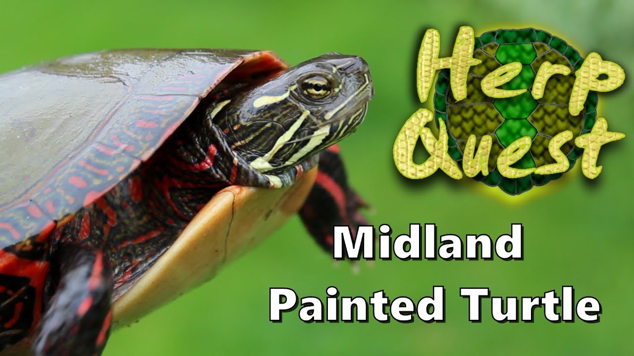 Midland Painted Turtle - Herp Quest #12 (Herpetology Education)