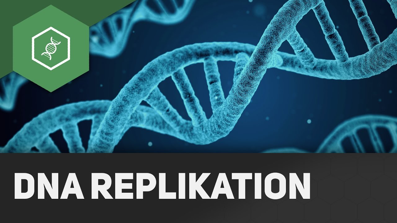 DNA replication - How does it work?!