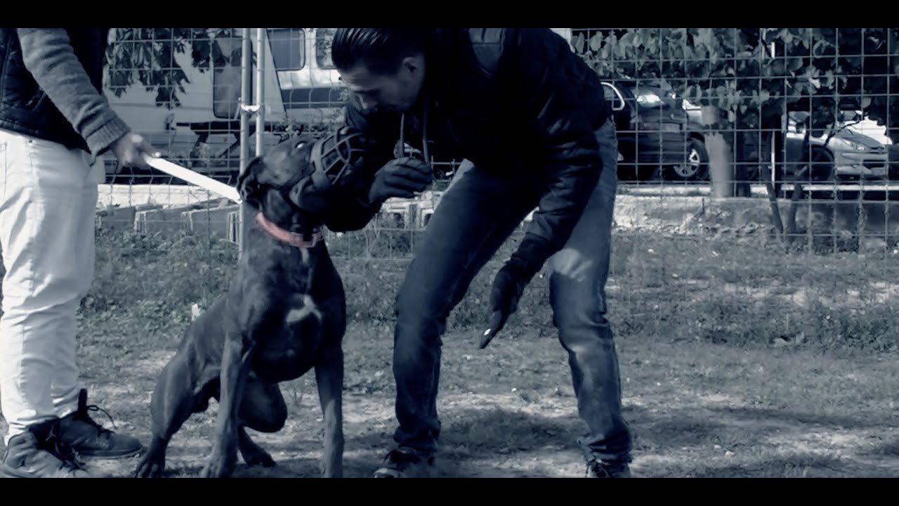 CANECORSO TRES AGRESSIF
