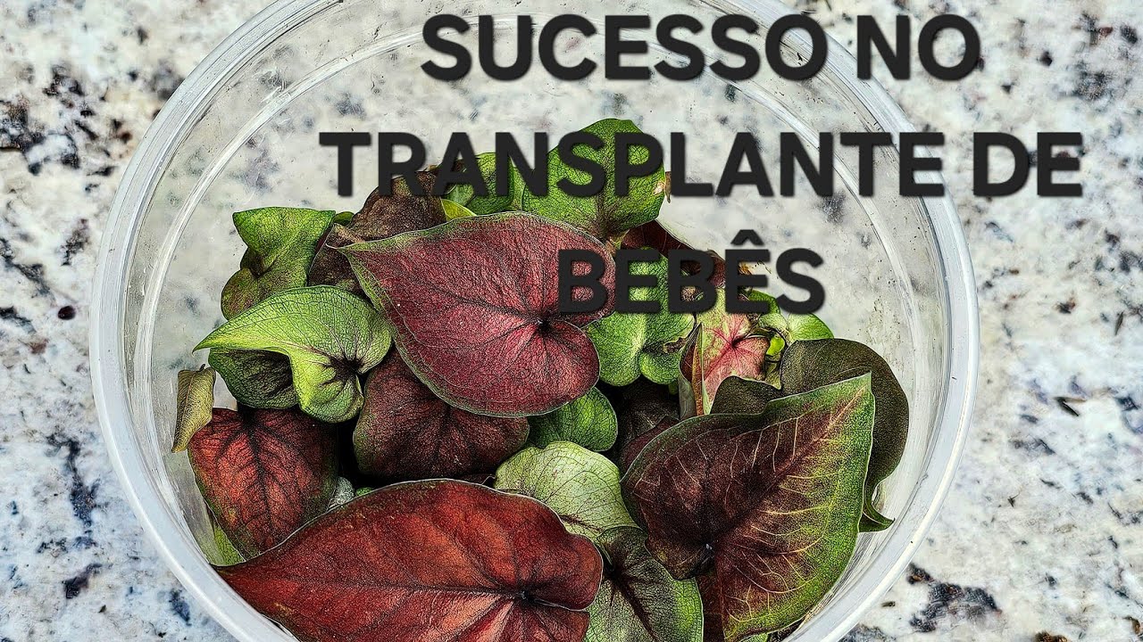 MELHOR MANEIRA DE TRANSPLANTE DE BEBÊS CALADIUM ✨️✨️✨️ WhatsApp 3298563551 🌸🤲