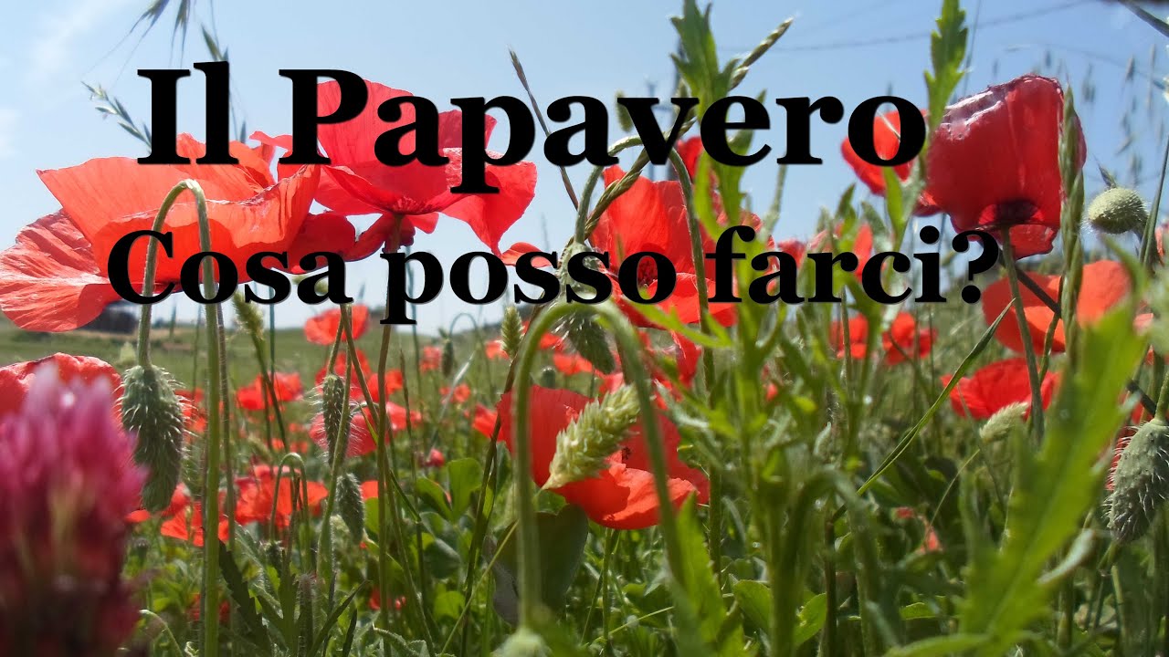 Il Papavero, cosa posso farci