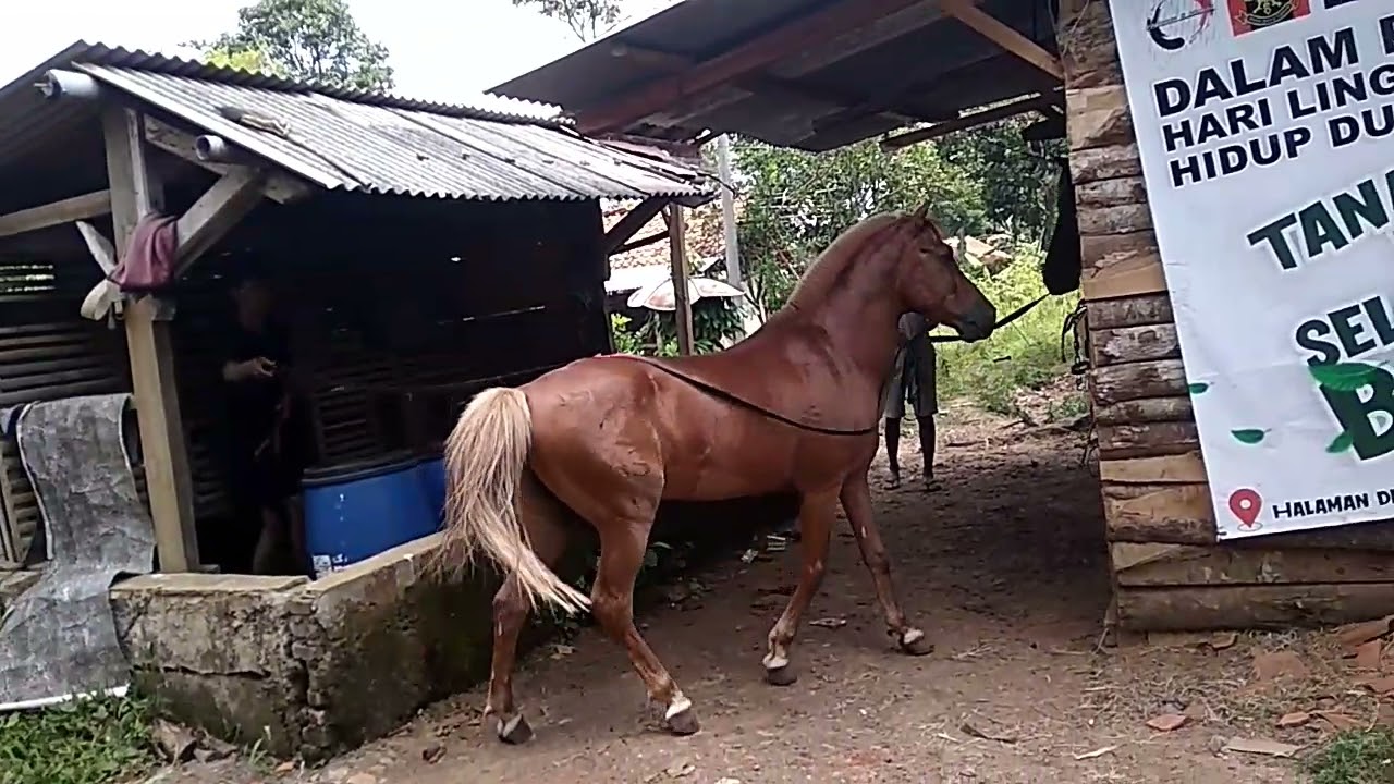 proses penangkapan yang tegang & mendebarkan tapi lucu saat SAR'UD ( BINTANG JUNIOR) lepas