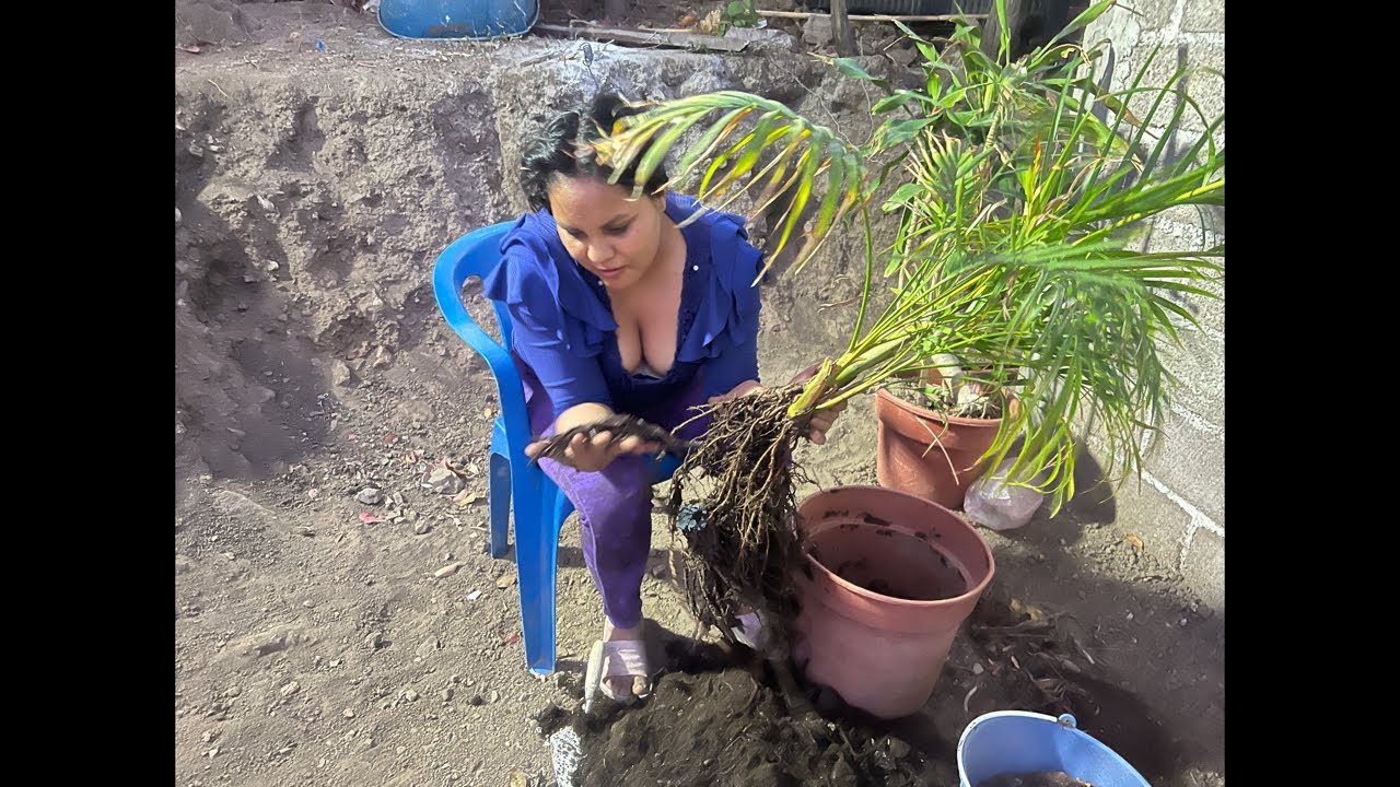 Todas Podridas De la Raíz