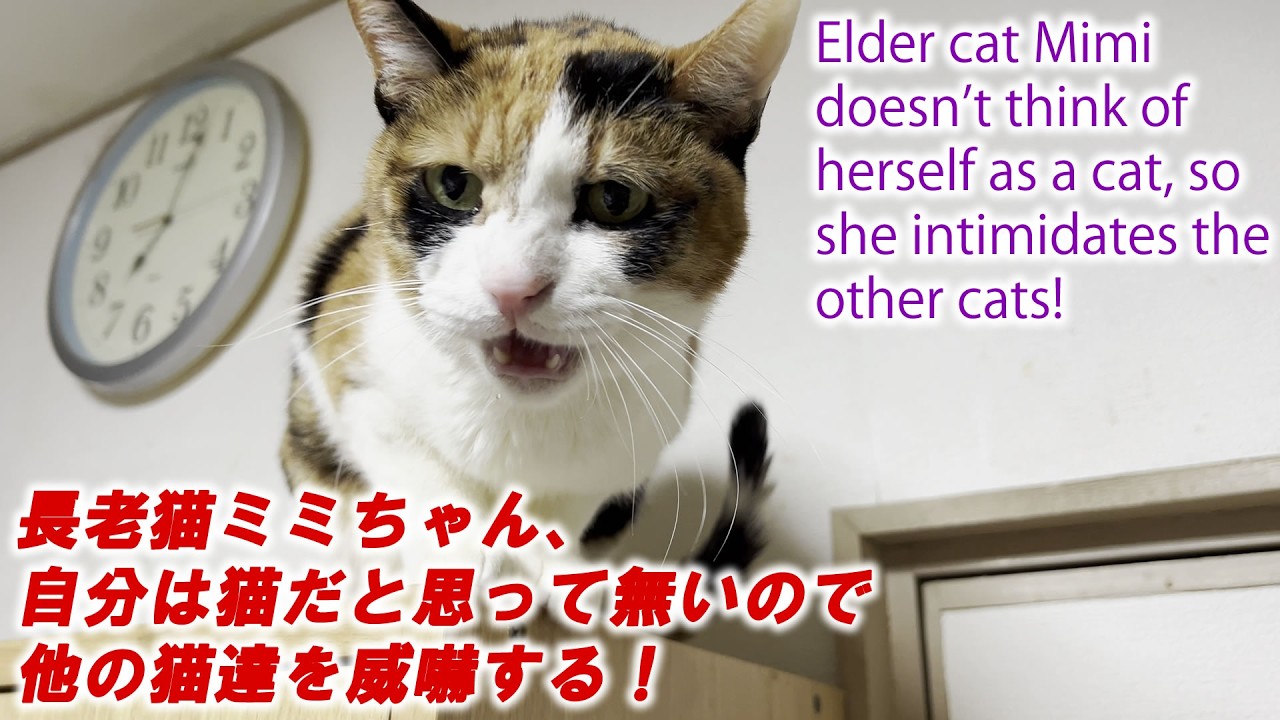 長老猫ミミちゃん、自分は猫だと思って無いので他の猫達を威嚇する！Elder cat Mimi doesn't think of herself as a cat, so she intimidates