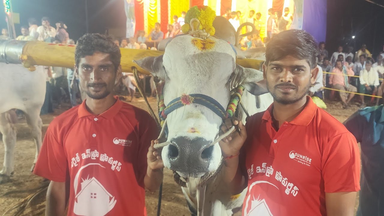 మాచవరం న్యూ కేటగిరి 4వ mkm bulls మేక కృష్ణమోహన్ గారు  ఘంటసాల